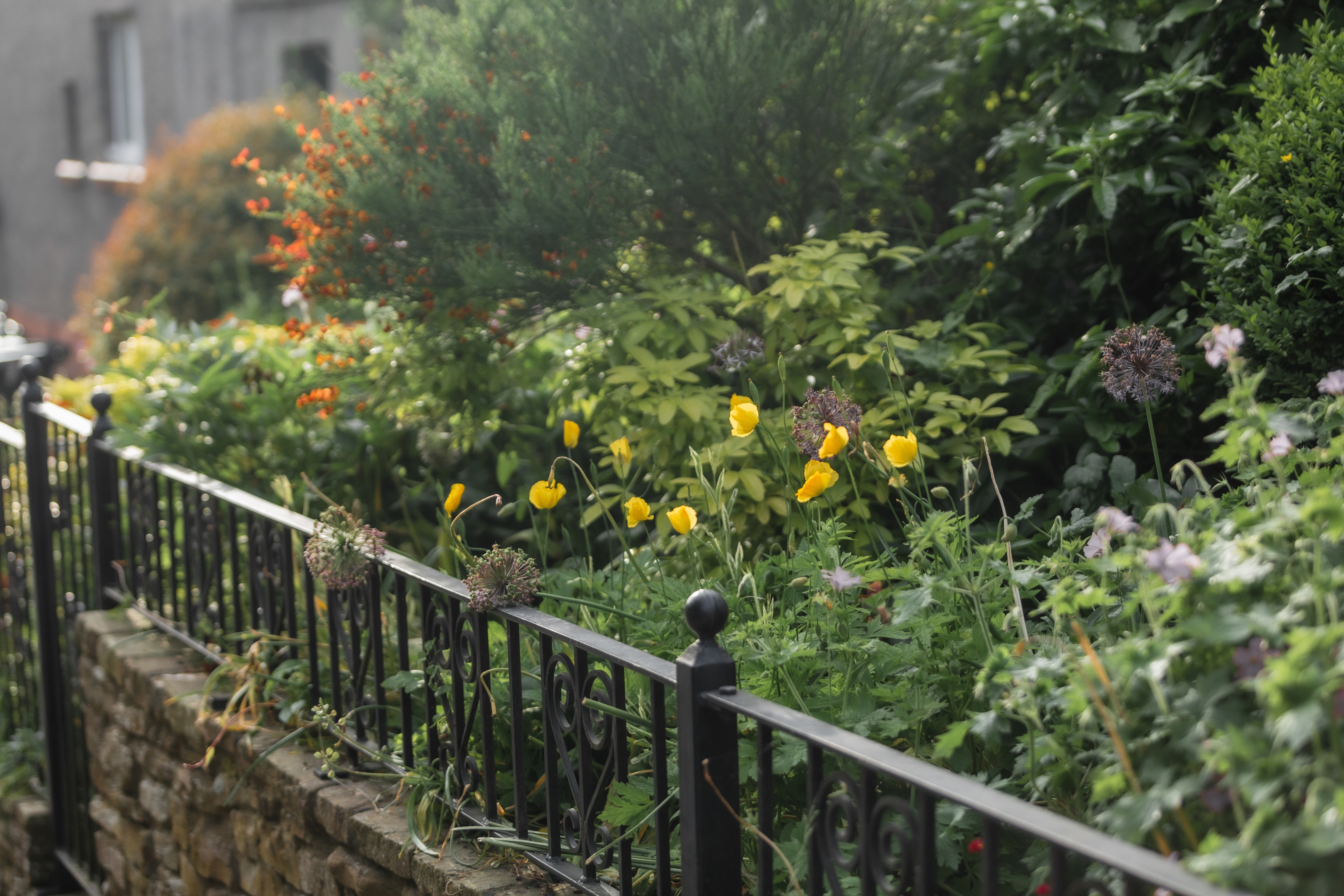 Beautiful South West London garden